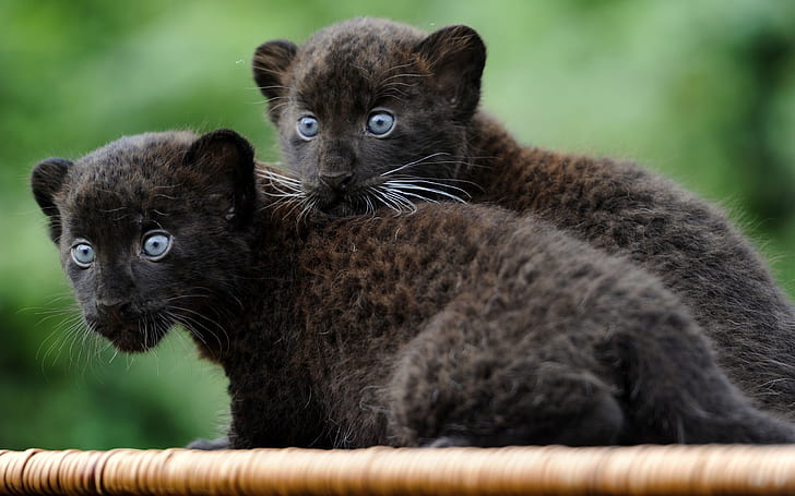 kittens, Jaguar, black, young, HD wallpaper