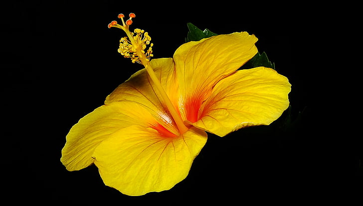 Blumen, Hibiskus, Erde, Blume, gelbe Blume, HD-Hintergrundbild