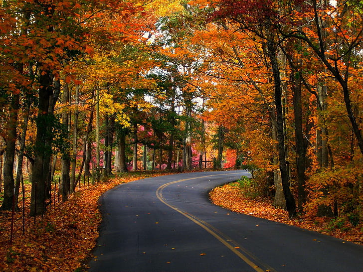 مواسم الخريف طرق الأشجار أوراق الشجر الطبيعة والطبيعة والمواسم والخريف والطرق والأشجار وأوراق الشجر، خلفية HD