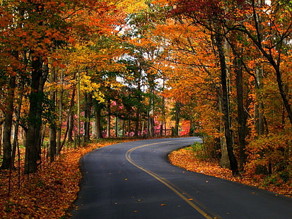 Seasons Autumn Roads Trees Foliage Nature, nature, seasons, autumn, roads, trees, foliage, HD wallpaper HD wallpaper