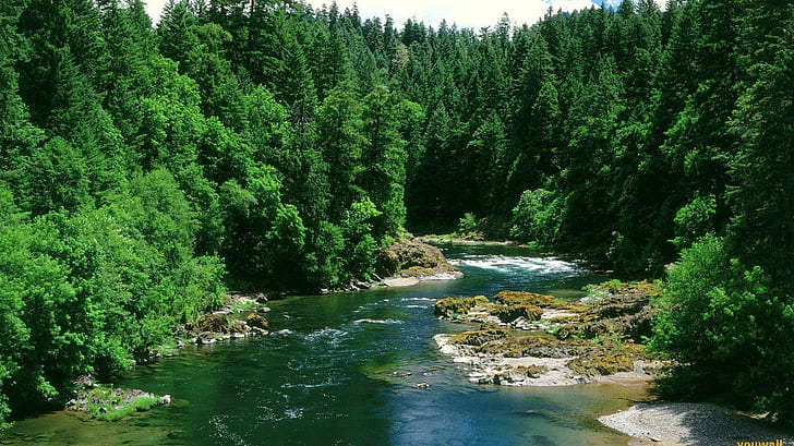 Forest Stream River Trees HD, ธรรมชาติ, ต้นไม้, ป่า, แม่น้ำ, สตรีม, วอลล์เปเปอร์ HD