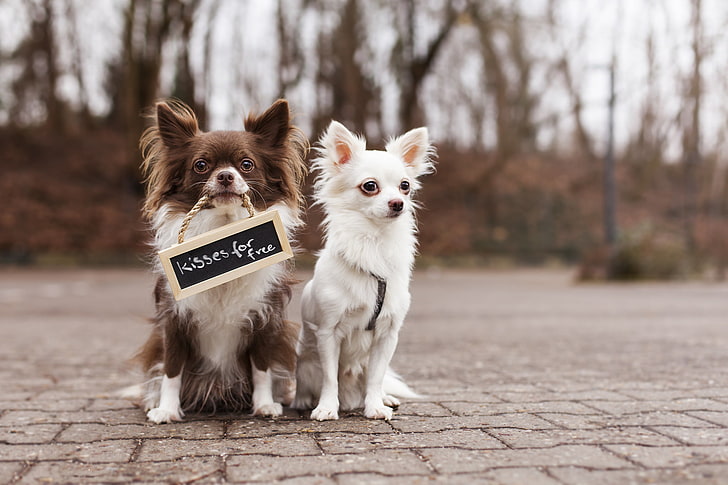 dwie dorosłe rasy Chihuahua biało-brązowa długowłosa, psy, napis, ulica, tabliczka, dwoje, przyjaciele, Chihuahua, Tapety HD