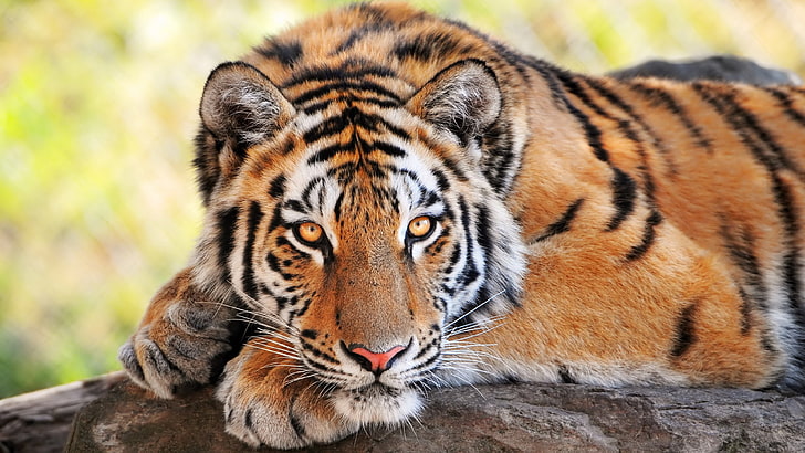 tiger image download, HD wallpaper