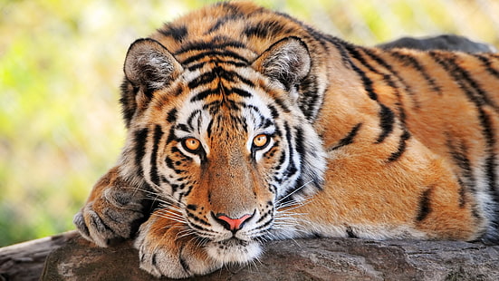 download di immagini di tigre, Sfondo HD HD wallpaper