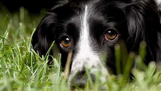 zdjęcie twarzy psa rasy border collie, Tapety HD HD wallpaper