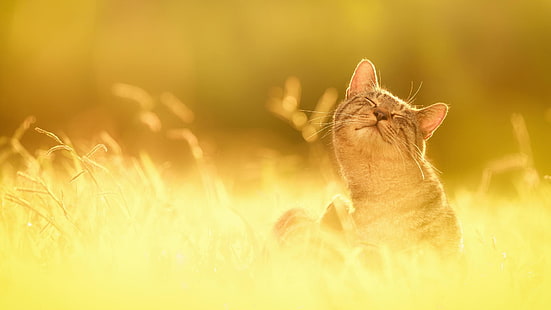 gato gris, hierba, sol, felicidad, naturaleza, gato, Fondo de pantalla HD HD wallpaper