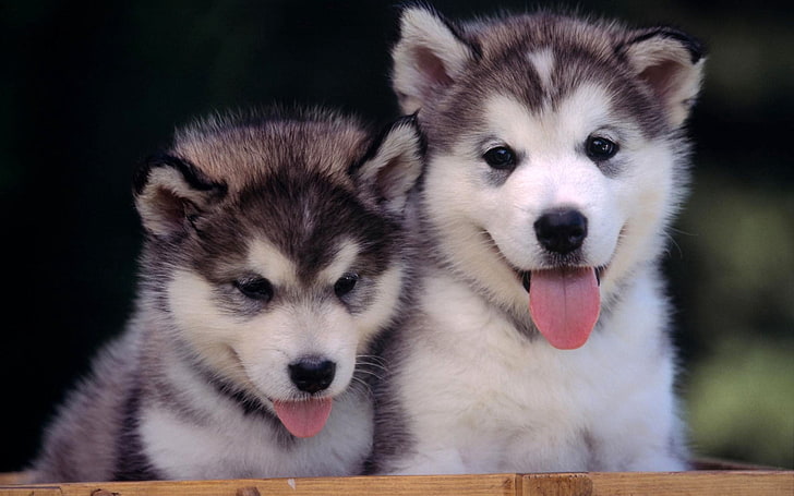 dos cachorros de husky siberiano en blanco y negro, husky, cachorros, pareja, ocio, Fondo de pantalla HD