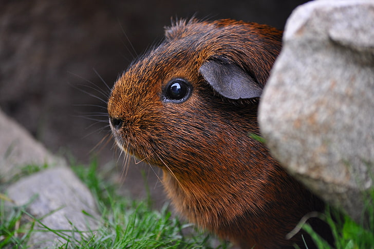 brown guinea pig, guinea pig, sitting, rodent, HD wallpaper