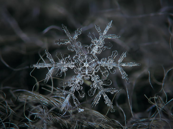 snow flakes, Stellar, dendrite, March, explore, flakes, snowflake, snow  crystal, ice, photo, macro, closeup, season, christmas, cold, frost, pattern, structure, weather, seasonal, nature, natural, real, outdoors, outdoor, ornament, icy, inspirational, photograph, ze, frozen, symbol, decor, decoration, decorative, abstract, background, beautiful, beauty, snowfall, unique, symmetry, design, shape, fragile, light, alexey, chdk, transparent, star, sparkling, rare, geometric, blue, dark, tangled, pair, cyan, ornate, elegant, complex, DOF, winter, backgrounds, HD wallpaper