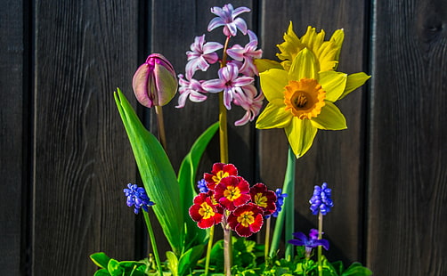 春の花の背景、黄色い水仙、ピンクヒヤシンス、紫チューリップ、赤と黄色の月見草の花、季節、春、花、背景、 HDデスクトップの壁紙 HD wallpaper