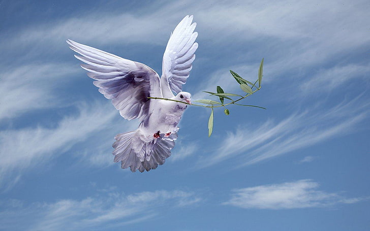 White Dove With An Olive Branch,symbol Of Peace Hd Wallpapers For Laptop Widescreen Free Download, HD wallpaper