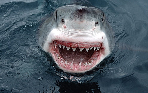 gray shark photography, shark, teeth, water, animals, HD wallpaper HD wallpaper
