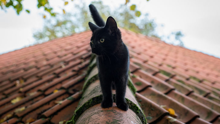 cat, animals, rooftops, HD wallpaper