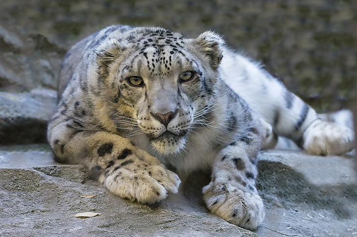 albino tiger, snow leopard, eyes, predator, big cat, HD wallpaper