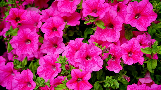blomning, blommande, blomning, blomning, botanisk, ljus, närbild, färger, flora, blommor, trädgård, grön, tillväxt, löv, naturlig, natur, utomhus, kronblad, rosa, växter, HD tapet HD wallpaper