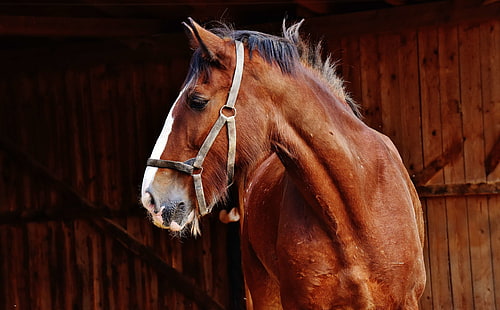 animal, barn, horse, mammal, mane, mare, portrait, ride, stable, stallion, HD wallpaper HD wallpaper