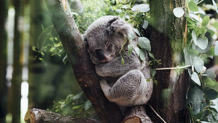 naturaleza, animales, koalas, dormir, árboles, hojas, ramas, animales bebés, plantas, Fondo de pantalla HD