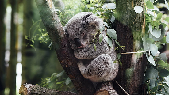 natureza, animais, coalas, adormecido, árvores, folhas, ramo, animais bebê, plantas, HD papel de parede HD wallpaper