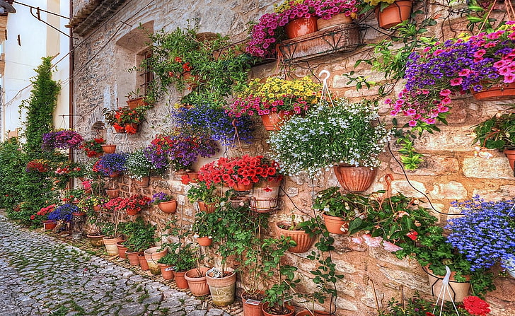 flower arrangement lot, petunia, flowers, many, planters, wall, HD wallpaper