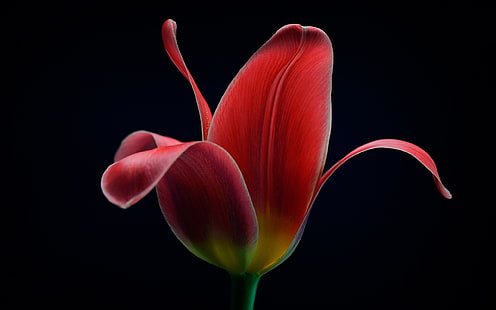 Red tulip flower macro, black background, Red, Tulip, Flower, Macro, Black, Background, HD wallpaper HD wallpaper