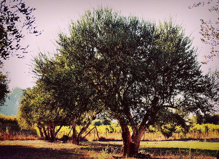 grécia, verde, paisagem, oliveira, pomar, árvores, inverno, HD papel de parede