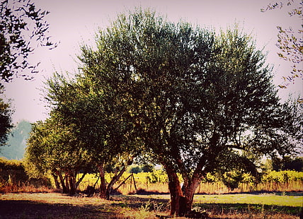 Греция, зеленый, пейзаж, оливковое дерево, фруктовый сад, деревья, зима, HD обои HD wallpaper