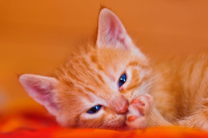 オレンジ色のトラ猫、かわいい、疲れた、赤、子猫、オレンジ色のトラ、肖像画、顔、頭、足、ベッド、猫、男性、スイス、ニコンd700、国内の猫、ペット、動物、若い動物、ネコ、国内の動物、小、哺乳類、オレンジ色、黄色、 HDデスクトップの壁紙