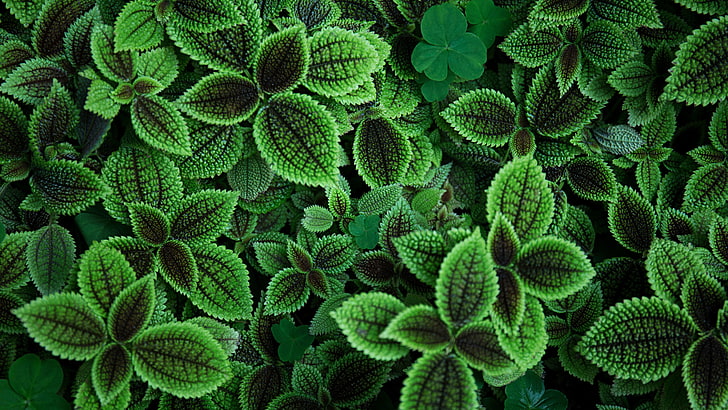 พืชใบสีเขียว, การถ่ายภาพ, สีเขียว, พืช, ใบไม้, วอลล์เปเปอร์ HD