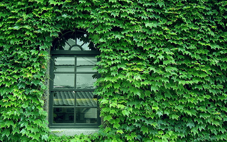 green plants, green, glass, wall, pattern, window, HD wallpaper