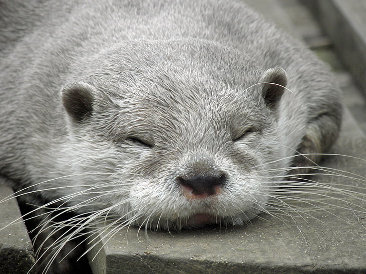 gray seal, otter, muzzle, sleep, HD wallpaper