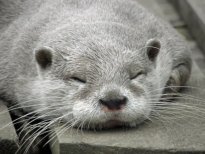 gray seal, otter, muzzle, sleep, HD wallpaper HD wallpaper