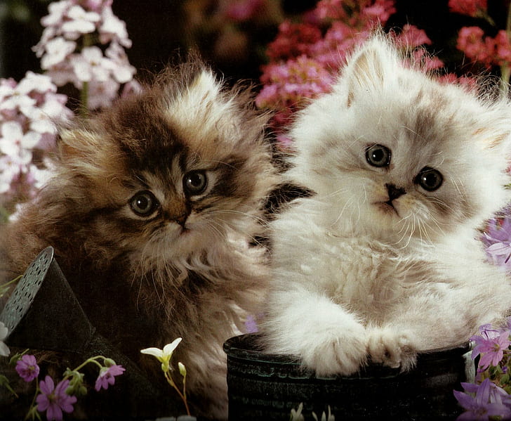 Two Kittens In A Flowerpot, two kittens, feline, water can, flowers, flowerpot, kittens, animals, HD wallpaper
