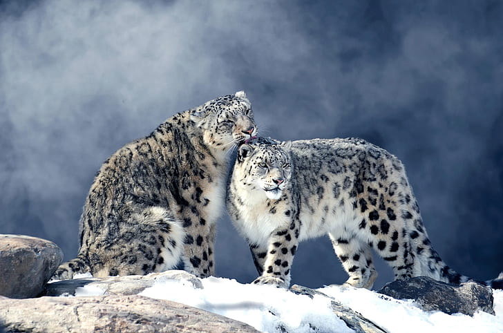 invierno, nieve, niebla, piedras, par, leopardo de las nieves, dos, leopardos de las nieves, onzas, Fondo de pantalla HD