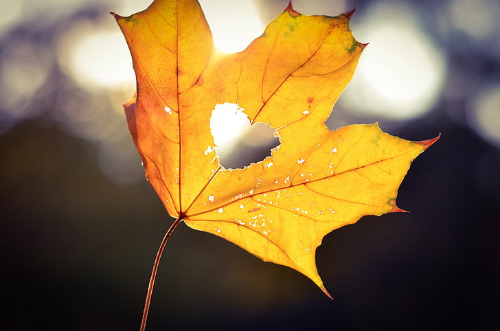 selective photography of yellow maple leaf with heart cutout, Love heart, Maple leaf, HD, HD wallpaper