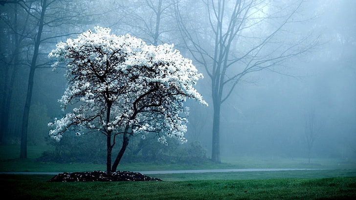 pohon berdaun putih, alam, pohon, kabut, bunga, musim semi, Wallpaper HD