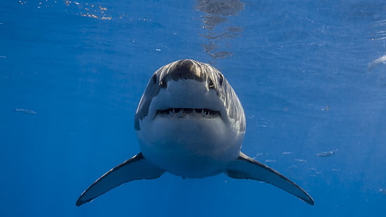 Gran tiburón blanco, Fondo de pantalla HD HD wallpaper