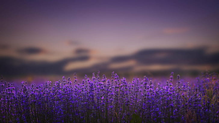 bokeh, flowers, lavender, lilac, nature, HD wallpaper