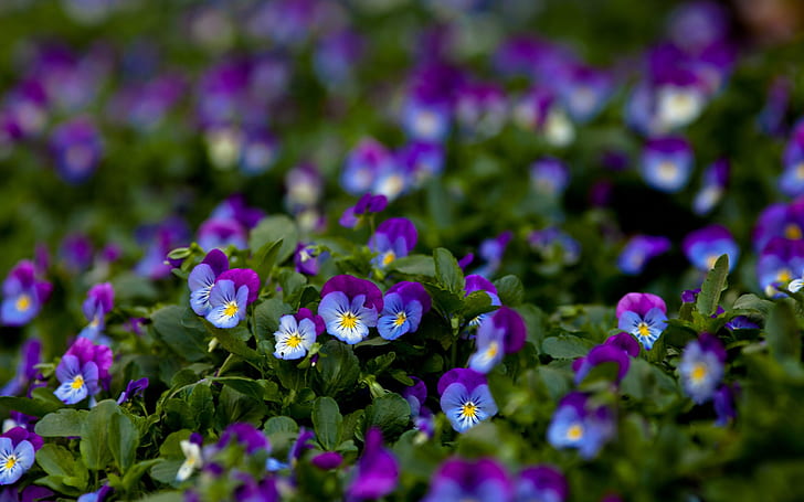 Flowers macro, purple, pansy, green leaves, Flowers, Macro, Purple, Pansy, Green, Leaves, HD wallpaper