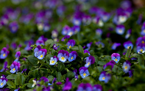 Kwiaty makro, fioletowe, bratek, liście zielone, kwiaty, makro, fioletowe, bratek, zielone, liście, Tapety HD HD wallpaper