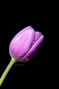 close up photography of unbloom purple Tulip flower, tulip, Tulip, close up photography, purple, flower, water drop, drip, Frühling, Spring, lila, blossom, bloom, plant, minimalistic, makro, macro, holland, netherlands, nature, petal, pink Color, close-up, flower Head, single Flower, beauty In Nature, freshness, HD wallpaper HD wallpaper