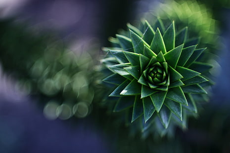 fotografi fokus selektif tanaman sukulen hijau, bokeh, makro, daun, segar, kedalaman bidang, Wallpaper HD HD wallpaper