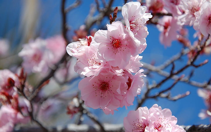 Primavera, primavera, natura, blu, fiori, colori, rosa, 3d ed estratto di rinfresco, Sfondo HD