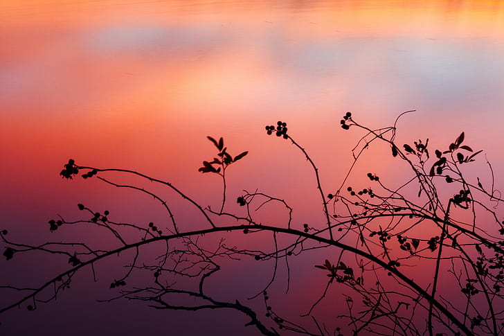 silhouette of branch with pink background, sherbert, river, silhouette, branch, pink, background, nature, bokeh, color, sunset, long  exposure, landscape photography, red  orange, yellow, new  year, water, canon  eos  7d, tree, bird, dusk, HD wallpaper