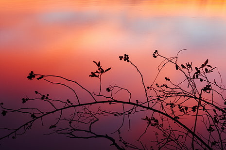 silhouette of branch with pink background, sherbert, river, silhouette, branch, pink, background, nature, bokeh, color, sunset, long  exposure, landscape photography, red  orange, yellow, new  year, water, canon  eos  7d, tree, bird, dusk, HD wallpaper HD wallpaper