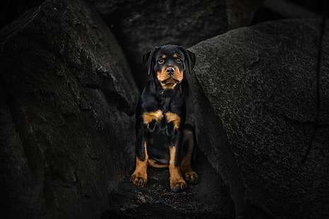 lihat, batu, anjing, anak anjing, Rottweiler, Wallpaper HD HD wallpaper