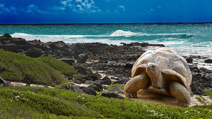 Галапагосские острова, гигантская черепаха, береговая линия, камни, волны, голубое небо, голубая вода, черепаха, HD обои