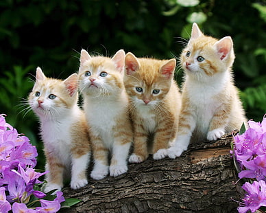 cuatro gatitos naranjas, gatitos, flores, esponjosas, hermosas, Fondo de pantalla HD HD wallpaper