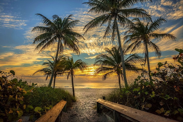 nature, paysage, plage, palmiers, ciel, nuages, sable, chemin, mer, plantes, soleil, Floride, Fond d'écran HD