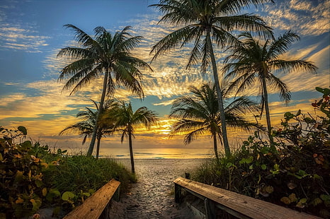 природа, пейзаж, пляж, пальмы, небо, облака, песок, тропинка, море, растения, солнечный свет, Флорида, HD обои HD wallpaper