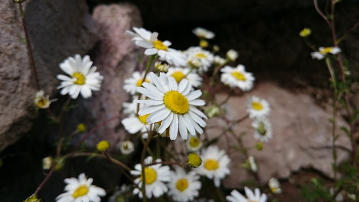 bunga Daisy putih, Daisy, Wallpaper HD